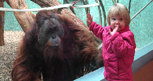 Breakfast with the Beasts (Orangutans)